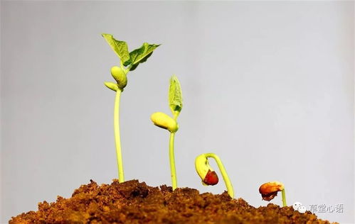 发芽的芽要怎么组词