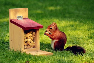 松鼠的读怎么组词