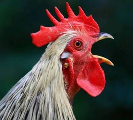 公鸡叫鸣的鸣怎么组词