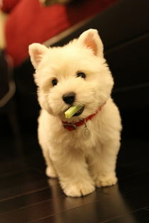 给我买个狗怎么组词啊 给我买个狗怎么组词啊