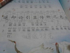 驯鹿怎么组词 驯鹿怎么组词