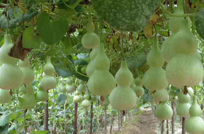 小葫芦的葫怎么组词