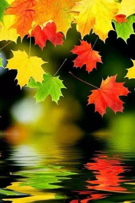 落叶像怎么组词