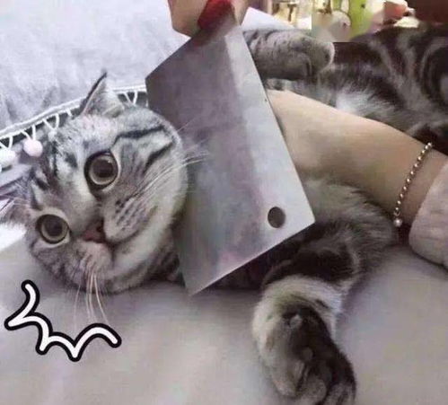 猫猫茂茂怎么组词 猫猫茂茂怎么组词