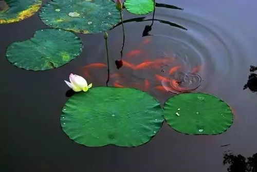 蓝莲花的莲怎么组词