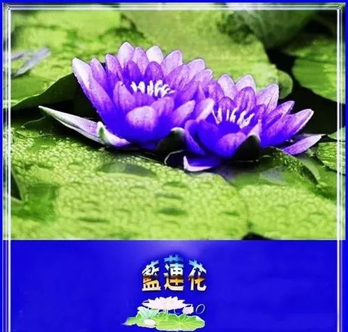 蓝莲花的莲怎么组词