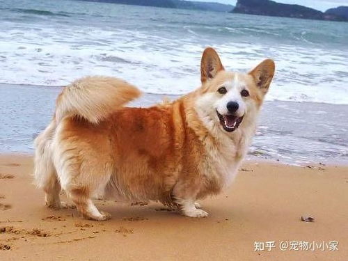 狗尾巴的尾怎么组词