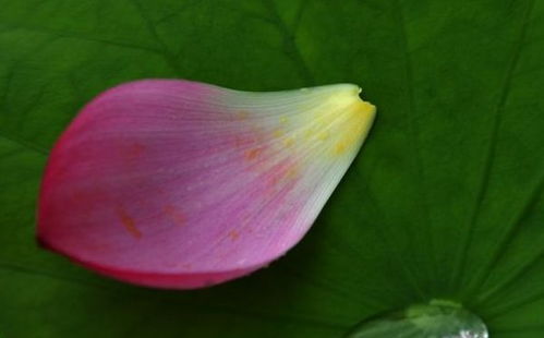 泞怎么组词语 泞怎么组词语