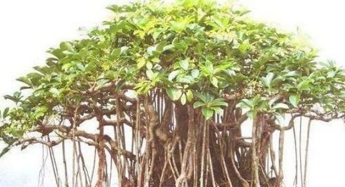 榕树的榕怎么组词