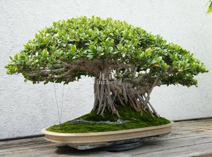 榕树的榕怎么组词