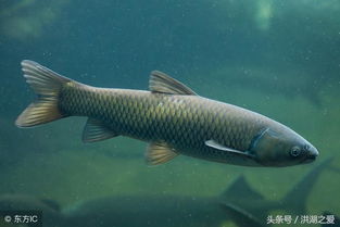 草鱼怎么组词 草鱼怎么组词