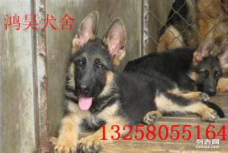 德牧怎么组词 德牧怎么组词