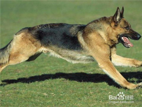 德牧怎么组词 德牧怎么组词