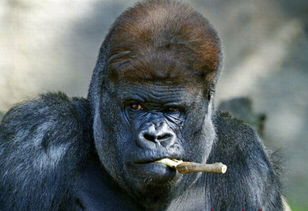 大猩猩怎么组词