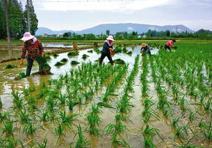 秧苗秧秧怎么组词 秧苗秧秧怎么组词