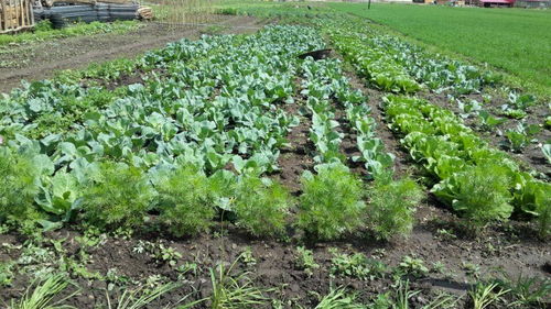 秧苗秧秧怎么组词 秧苗秧秧怎么组词