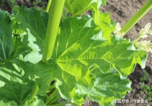 嗯山坡组词怎么煮 嗯山坡组词怎么煮