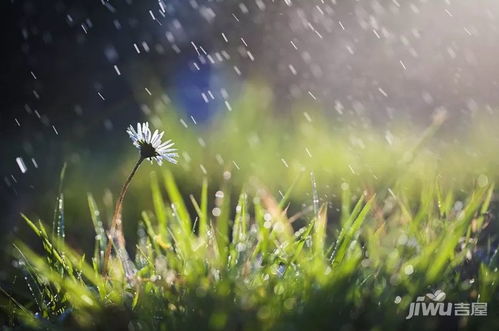 葱郁的雨该怎么组词