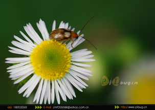 虫儿虫虫怎么组词 虫儿虫虫怎么组词