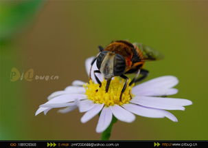 虫儿虫虫怎么组词 虫儿虫虫怎么组词