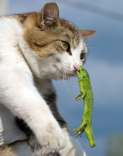 喵叫的喵怎么组词