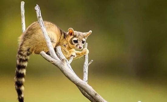 狐狸的狸怎么组词