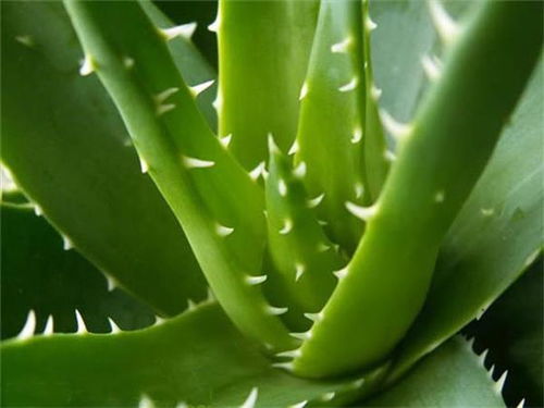 芦荟的芦荟怎么组词