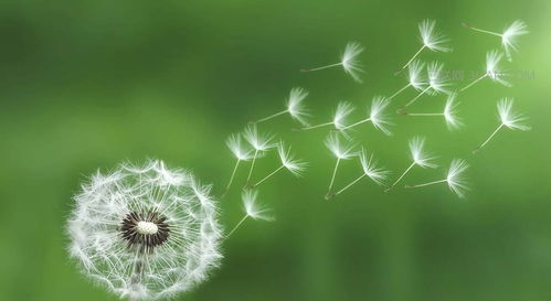 蒲公英的服可以怎么组词 蒲公英的服可以怎么组词