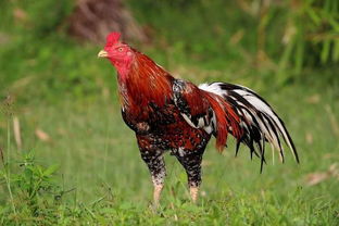 公鸡在鸣叫的鸣怎么组词