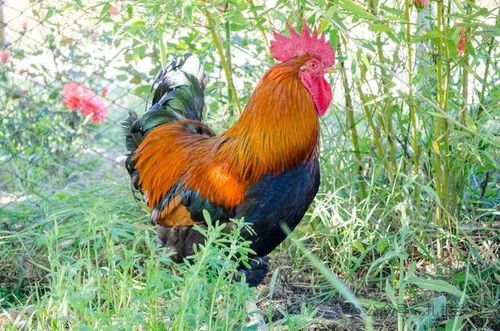 公鸡在鸣叫的鸣怎么组词