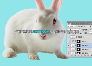 小白兔白又怎么组词