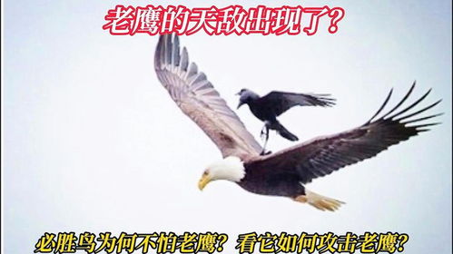 老鹰的鹰叫什么怎么组词