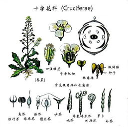 植物器官用花组词怎么组