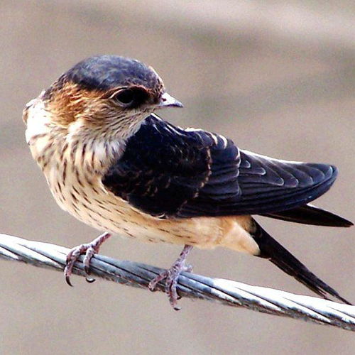 益鸟的益可以怎么组词