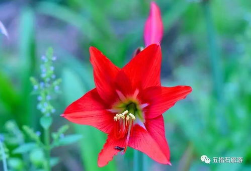 绽朦胧寂晖徜徉怎么组词