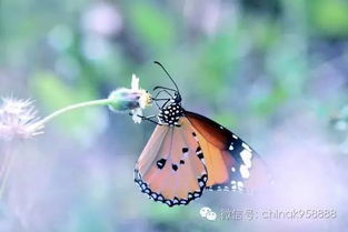 蝴蝶和蚂蚁怎么组词呀