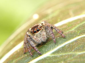 有蜘蛛的蛛怎么组词呀