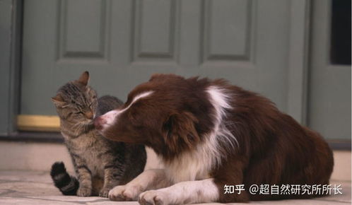 猫狗怎么组词啊