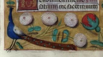 孔雀的恐能怎么组词