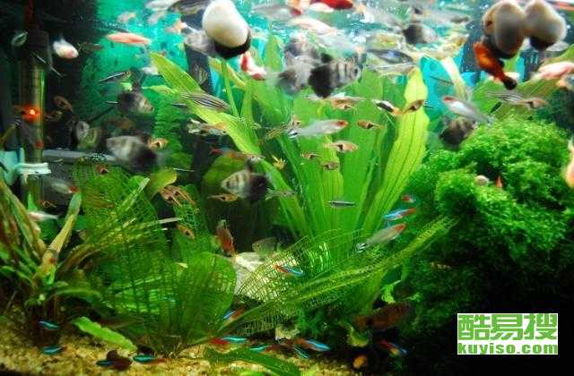 请问鱼缸的缸怎么组词 请问鱼缸的缸怎么组词