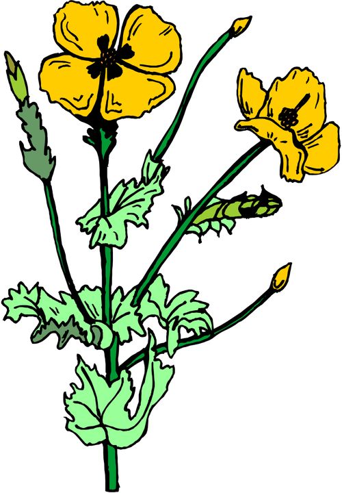 黄色的花怎么组词啊