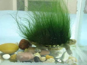 圈juan可以怎么组词