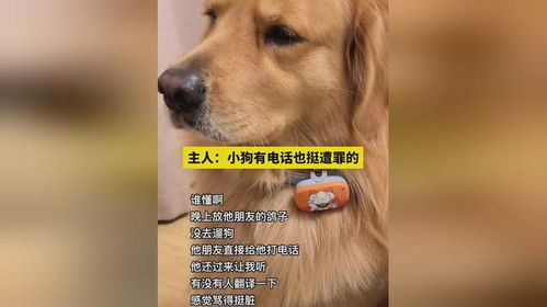 放狗怎么组词