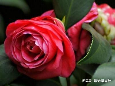 山茶花可以怎么组词 山茶花可以怎么组词