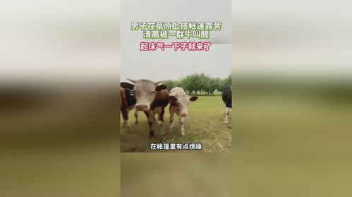 我问你牛牛奶怎么组词