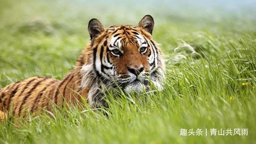 大虎怎么组词 大虎怎么组词