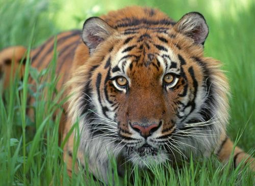 大虎怎么组词 大虎怎么组词