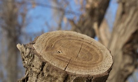 树的年轮可以怎么组词 树的年轮可以怎么组词