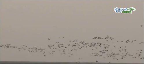 翩翩起舞那个翩怎么组词