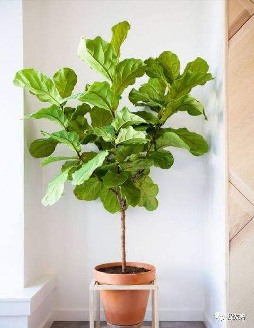 琴叶榕怎么组词